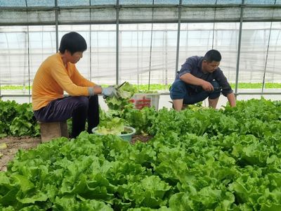 青浦蔬菜基地迎來豐收價(jià)格跌,生菜田頭交易每斤0.7元