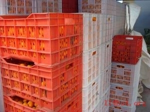 奉化市莼湖綠茂蔬果專業合作社