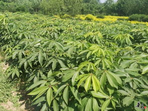 七葉樹 茶條槭精品推薦 公司相冊 沭陽縣華新花木種植專業合作社