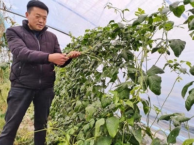 蒙城縣立倉鎮(zhèn) 蔬果專業(yè)合作社引領農戶走上致富路