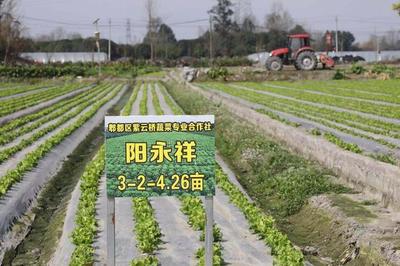 成都郫都區(qū) 為鄉(xiāng)村振興植入現(xiàn)代智慧農機裝備“硬核”