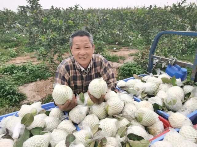 金灣特產(chǎn)知多少？蔬果專業(yè)合作社帶你品味地道美味！