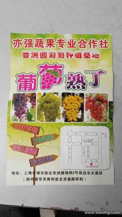 川沙葡萄采摘季盛大開啟，品味上海浦東新區的田園樂趣