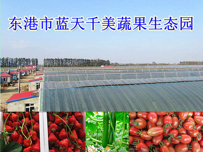 蔬果專業(yè)合作社 新農(nóng)村商網(wǎng)中的商戶庫新力量