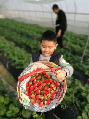 樂活浦東 | 頭茬草莓紅透，抽檢全合格！附最全采摘地推薦