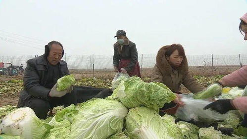 魯?shù)厍樯钏褪呦悖f白菜助西安——成武村民暖心捐贈彰顯抗疫大愛