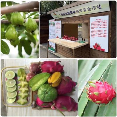 金山區(qū)新增三家全國休閑農(nóng)業(yè)與鄉(xiāng)村旅游精品企業(yè)，蔬果專業(yè)合作社引領(lǐng)農(nóng)旅融合新風(fēng)尚
