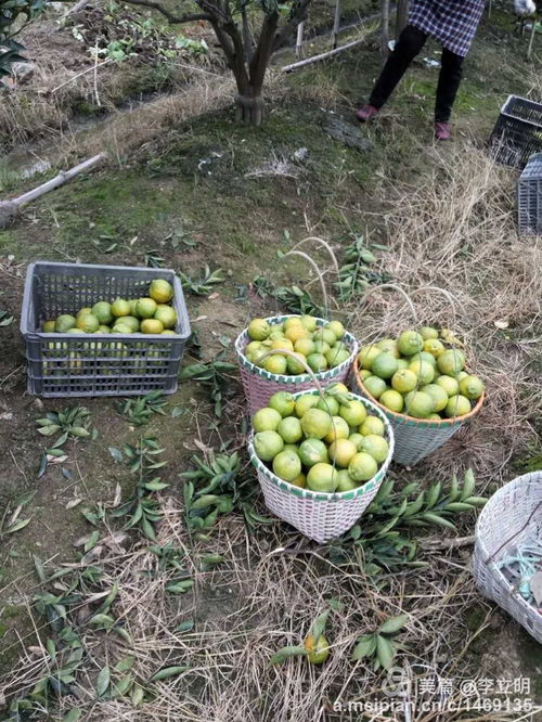 樂清清江上埠頭 金秋柑香滿園，專業(yè)合作社引領(lǐng)致富路